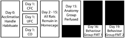 Contextual Fear Memory Maintenance Changes Expression of pMAPK, BDNF and IBA-1 in the Pre-limbic Cortex in a Layer-Specific Manner